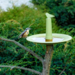 Ulehčeme ptákům ve vedrech: nabídněme jim vodu v kvalitním pítku!